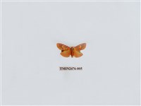 藏品(華麗美苔蛾)的圖片